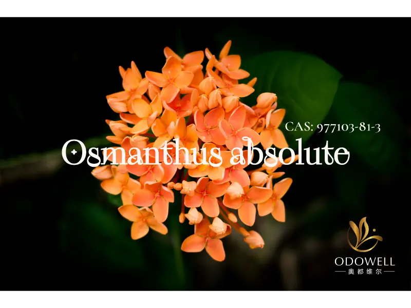 Osmanthus ຢ່າງແທ້ຈິງ - ລາຍເຊັນທໍາມະຊາດຂອງ Odoell ສໍາລັບດອກໄມ້ທີ່ມີຮູບຮ່າງທີ່ສະຫງ່າງາມ
