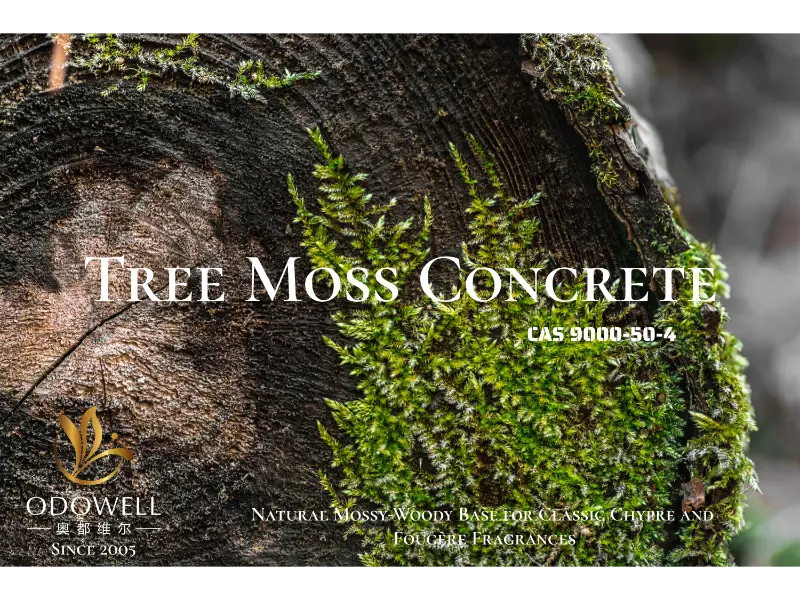 Tree Moss Concrete - ພື້ນຖານ Mossy-Woody ທໍາມະຊາດຂອງ ODOWELL ສໍາລັບນ້ໍາຫອມຄລາສສິກ Chypre ແລະ Fougère